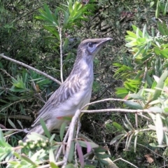 Anthochaera carunculata (Red Wattlebird) at Wamboin, NSW - 4 Nov 2008 by Varanus