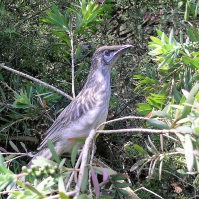 Anthochaera carunculata (Red Wattlebird) at QPRC LGA - 4 Nov 2008 by Varanus