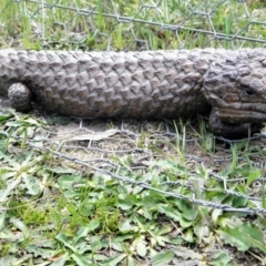 Tiliqua rugosa (Shingleback Lizard) at Wamboin, NSW - 12 Oct 2010 by Varanus