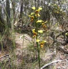 Diuris sulphurea (Tiger Orchid) at Bywong, NSW - 8 Nov 2010 by Varanus