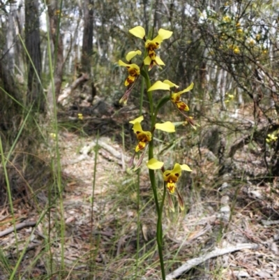 Diuris sulphurea (Tiger Orchid) at Bywong, NSW - 7 Nov 2010 by Varanus