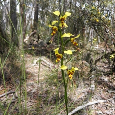 Diuris sulphurea (Tiger Orchid) at Bywong, NSW - 8 Nov 2010 by Varanus