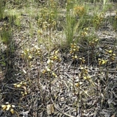 Diuris sulphurea at Bywong, NSW - suppressed