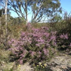 Kunzea parvifolia (Violet kunzea) at Wamboin, NSW - 28 Oct 2015 by Varanus