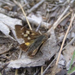 Trapezites phigalia at Kambah, ACT - 11 Nov 2017 01:39 PM