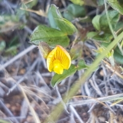 Zornia dyctiocarpa var. dyctiocarpa (Zornia) at Jerrabomberra Grassland - 14 Nov 2017 by lesleypeden