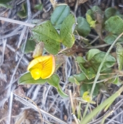 Zornia dyctiocarpa var. dyctiocarpa at Hume, ACT - 14 Nov 2017