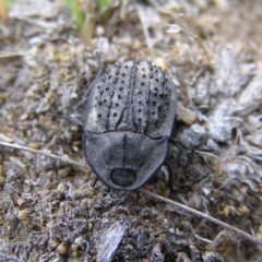 Helea ovata (Pie-dish beetle) at Mount Taylor - 11 Nov 2017 by MatthewFrawley