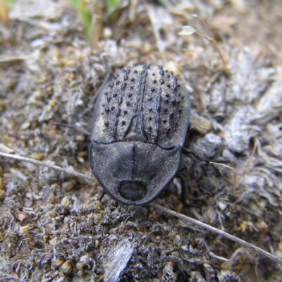 Helea ovata (Pie-dish beetle) at Kambah, ACT - 11 Nov 2017 by MatthewFrawley