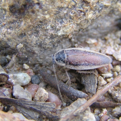 Johnrehnia concisa (A native cockroach) at Kambah, ACT - 11 Nov 2017 by MatthewFrawley
