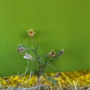 Silene gallica var. gallica at Hume, ACT - 14 Nov 2017