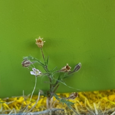 Silene gallica var. gallica (French Catchfly) at Jerrabomberra Grassland - 14 Nov 2017 by lesleypeden