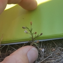 Silene gallica var. gallica at Hume, ACT - 14 Nov 2017