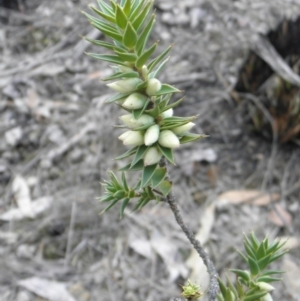 Melichrus urceolatus at Wamboin, NSW - 24 Jul 2014