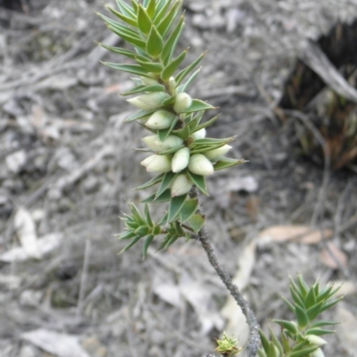 Melichrus urceolatus (Urn Heath) at QPRC LGA - 24 Jul 2014 by Varanus