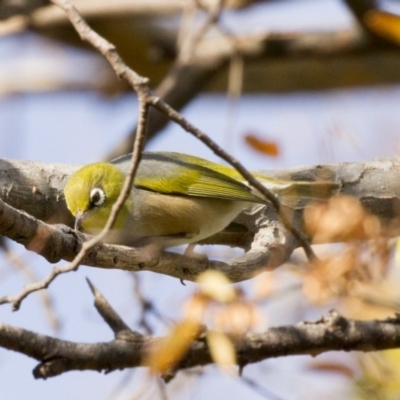 Zosterops lateralis (Silvereye) at Higgins, ACT - 8 Jun 2017 by AlisonMilton