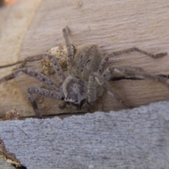 Isopeda (genus) (Huntsman Spider) at Belconnen, ACT - 17 Sep 2017 by AlisonMilton