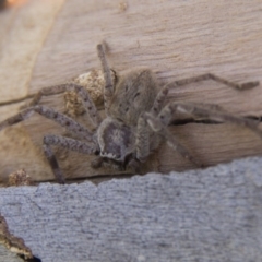 Isopeda sp. (genus) (Huntsman Spider) at Belconnen, ACT - 17 Sep 2017 by Alison Milton