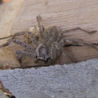 Isopeda sp. (genus) (Huntsman Spider) at Belconnen, ACT - 17 Sep 2017 by Alison Milton