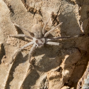 Isopeda sp. (genus) at Belconnen, ACT - 17 Sep 2017