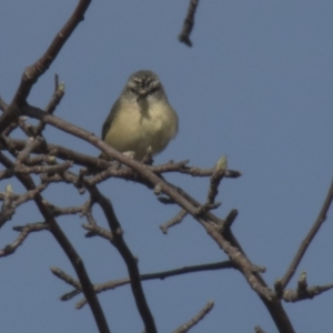 Acanthiza chrysorrhoa at Higgins, ACT - 22 Sep 2017 08:20 AM