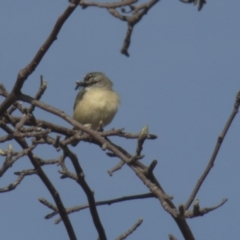 Acanthiza chrysorrhoa at Higgins, ACT - 22 Sep 2017 08:20 AM