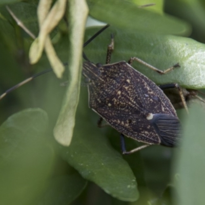Poecilometis strigatus (Gum Tree Shield Bug) at Higgins, ACT - 22 Sep 2017 by Alison Milton