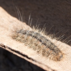 Leptocneria reducta (White Cedar Moth) at Higgins, ACT - 23 Sep 2017 by Alison Milton