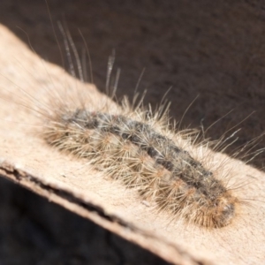 Leptocneria reducta at Higgins, ACT - 23 Sep 2017