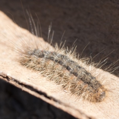 Leptocneria reducta (White Cedar Moth) at Higgins, ACT - 23 Sep 2017 by AlisonMilton