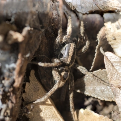 Venatrix sp. (genus) (Unidentified Venatrix wolf spider) at Higgins, ACT - 3 Oct 2017 by AlisonMilton