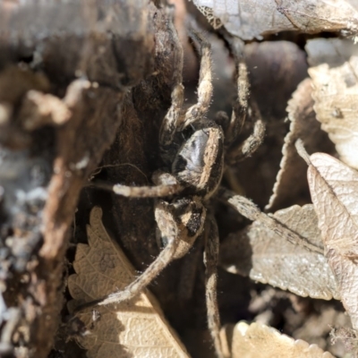 Venatrix sp. (genus) (Unidentified Venatrix wolf spider) at Higgins, ACT - 4 Oct 2017 by AlisonMilton