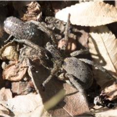 Portacosa cinerea (Grey wolf spider) at Higgins, ACT - 4 Oct 2017 by AlisonMilton