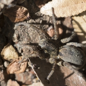 Portacosa cinerea at Higgins, ACT - 4 Oct 2017