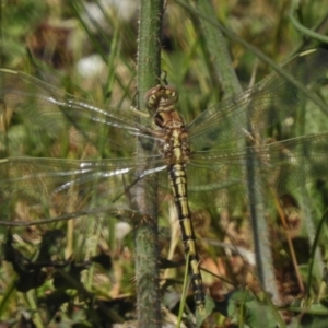 Orthetrum caledonicum at Belconnen, ACT - 14 Nov 2017