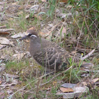 Phaps chalcoptera (Common Bronzewing) at Campbell Park Woodland - 11 Nov 2017 by MatthewFrawley