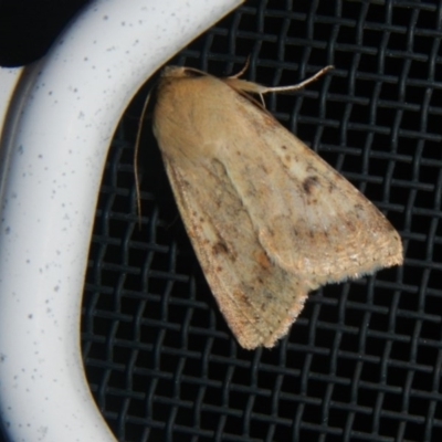 Helicoverpa punctigera (Native Budworm) at Higgins, ACT - 4 Oct 2017 by Alison Milton