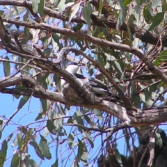 Lalage tricolor (White-winged Triller) at Mount Ainslie - 11 Nov 2017 by MatthewFrawley