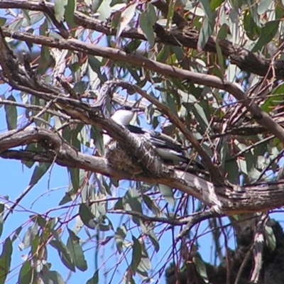 Lalage tricolor (White-winged Triller) at Campbell Park Woodland - 11 Nov 2017 by MatthewFrawley