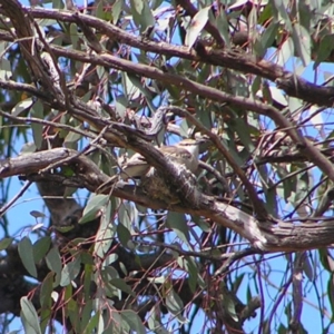 Lalage tricolor at Pialligo, ACT - 12 Nov 2017