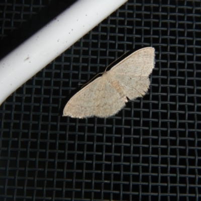Scopula (genus) (A wave moth (Sterrhinae)) at Higgins, ACT - 4 Oct 2017 by AlisonMilton