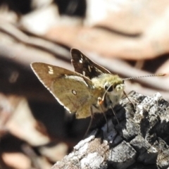 Trapezites luteus (Yellow Ochre, Rare White-spot Skipper) at Belconnen, ACT - 14 Nov 2017 by JohnBundock