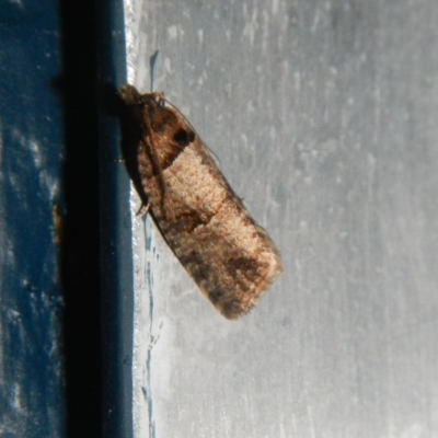 Rupicolana orthias (A tortrix or leafroller moth) at Higgins, ACT - 4 Oct 2017 by AlisonMilton