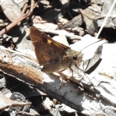 Trapezites phigalioides (Montane Ochre) at Belconnen, ACT - 13 Nov 2017 by JohnBundock