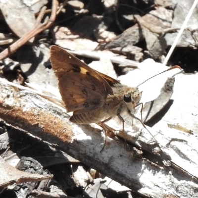 Trapezites phigalioides (Montane Ochre) at Belconnen, ACT - 14 Nov 2017 by JohnBundock