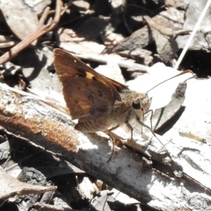 Trapezites phigalioides at Belconnen, ACT - 14 Nov 2017