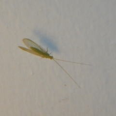 Mallada sp. (genus) (Green lacewing) at Higgins, ACT - 4 Oct 2017 by AlisonMilton