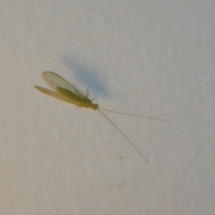 Mallada sp. (genus) (Green lacewing) at Higgins, ACT - 4 Oct 2017 by AlisonMilton