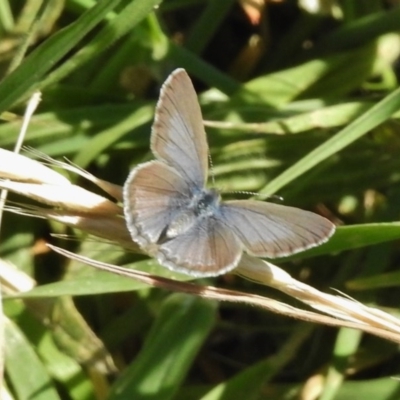 Zizina otis (Common Grass-Blue) at Belconnen, ACT - 14 Nov 2017 by JohnBundock