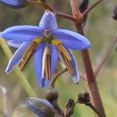 Dianella revoluta var. revoluta (Black-Anther Flax Lily) at Kambah, ACT - 14 Nov 2017 by RosemaryRoth